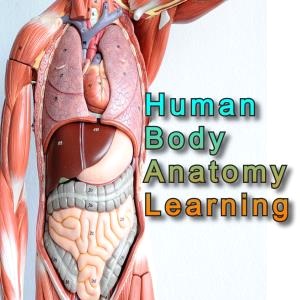 anatomylearning电脑版