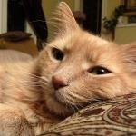 kleptocats