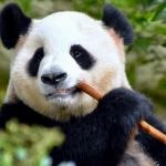 kumakuma resq