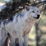 wolves歌曲