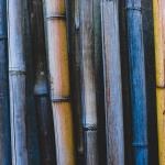 bamboo