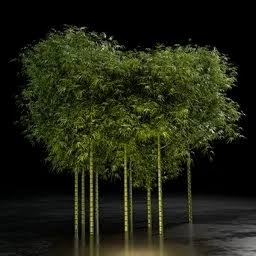 bambooapp