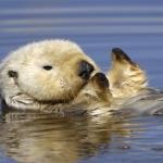otter