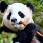 panda mouse pro