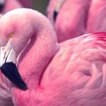 pink精简版