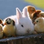 rabbit