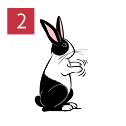 rabbit免费最新