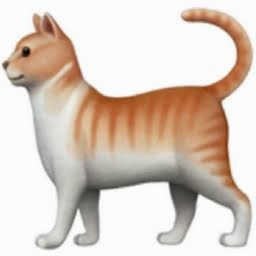 cat catch