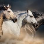 the horseman