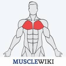 musclewiki