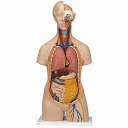 torsemide furosemide 比较