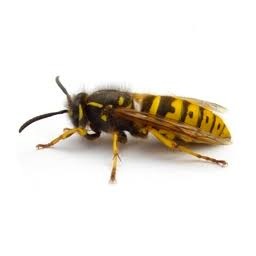 wasp汉化