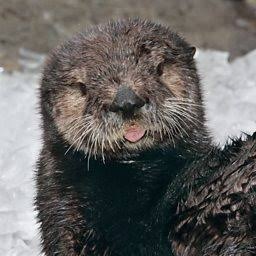 otter破解版